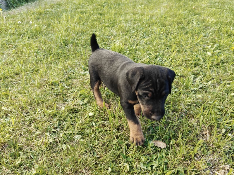 Deutscher Jagdterrierwelpe - Rüde