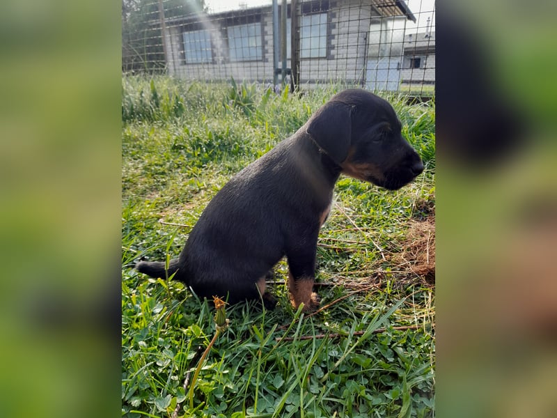 Deutscher Jagdterrierwelpe - Rüde
