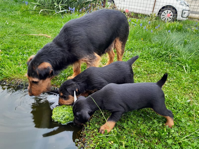 Deutscher Jagdterrierwelpe - Rüde