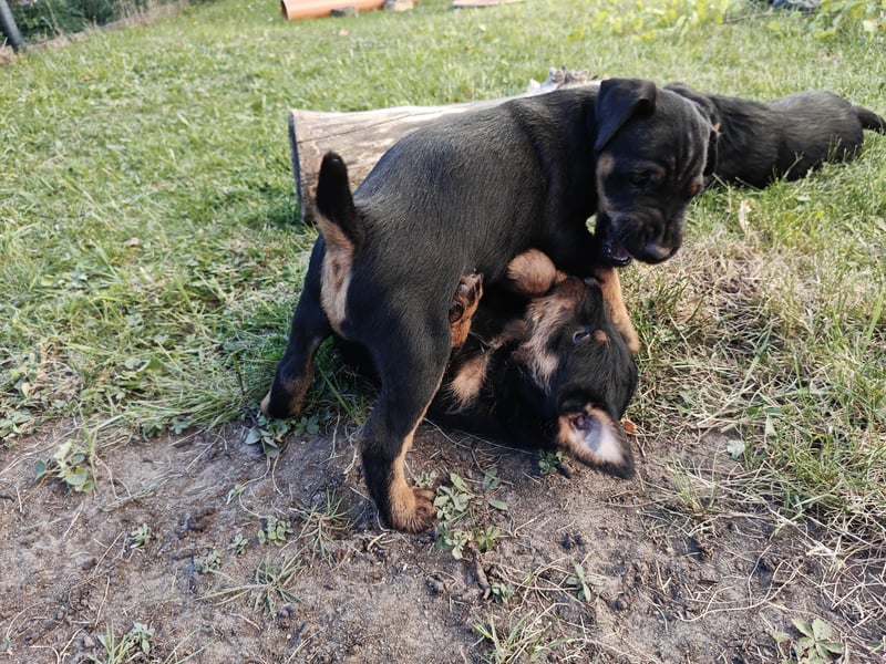 Deutscher Jagdterrierwelpe - Rüde