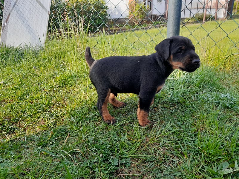 Deutscher Jagdterrierwelpe - Rüde