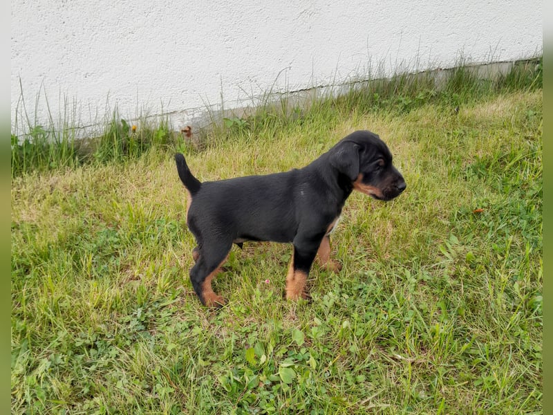 Deutscher Jagdterrierwelpe - Rüde