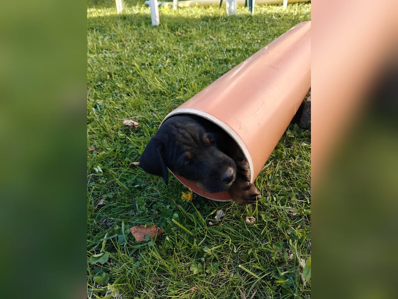 Deutsche Jagdterrier von den Warnowniederungen