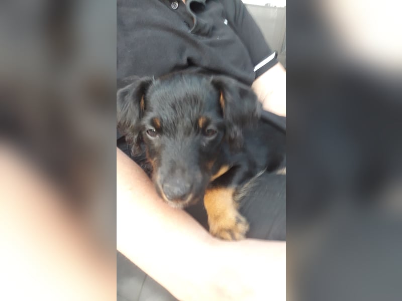 Terrier abzugeben