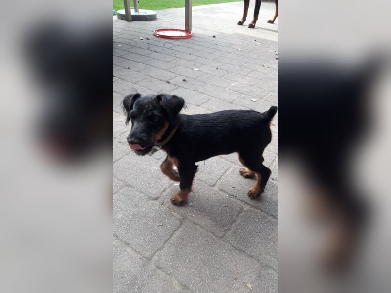 Terrier abzugeben