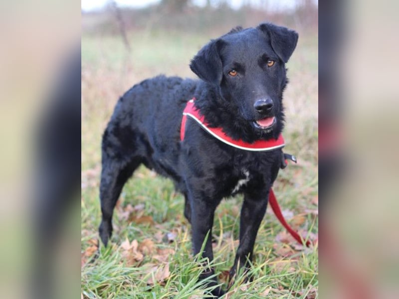 Feiner, kleiner Jungrüde Bono ❤️ Jagdterrier- und Kroatischer Schäfi-Mix