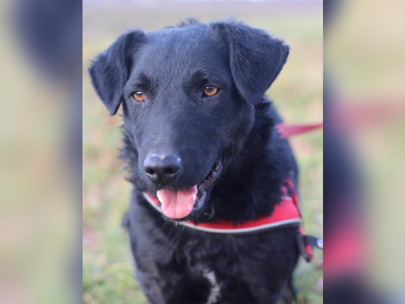 Feiner, kleiner Jungrüde Bono ❤️ Jagdterrier- und Kroatischer Schäfi-Mix