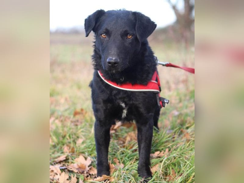 Feiner, kleiner Jungrüde Bono ❤️ Jagdterrier- und Kroatischer Schäfi-Mix