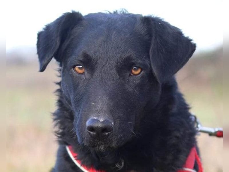 Feiner, kleiner Jungrüde Bono ❤️ Jagdterrier- und Kroatischer Schäfi-Mix