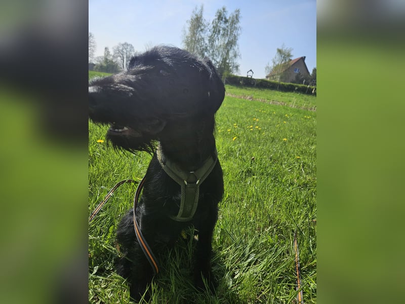Sehr dirngend abzugeben Charly ein süßer Jagdterrier-Heideterrier-Mix