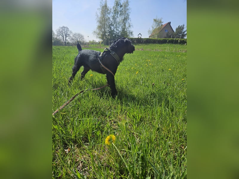 Sehr dirngend abzugeben Charly ein süßer Jagdterrier-Heideterrier-Mix