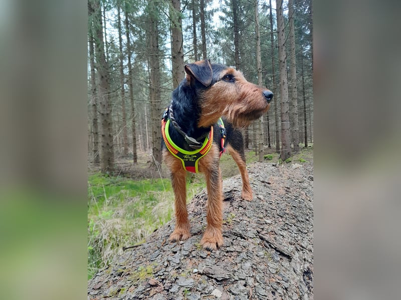 Deutsche Jagdterrier von den Warnowniederungen