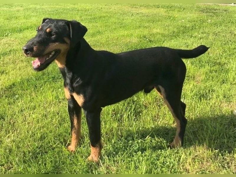 Deutsche Jagdterrier von den Warnowniederungen