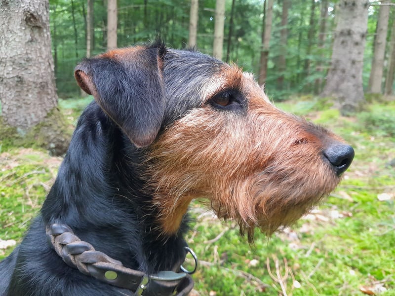 Deutsche Jagdterrier von den Warnowniederungen