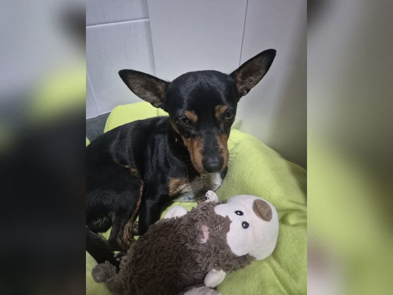 Toby, wurde einfach entsorgt