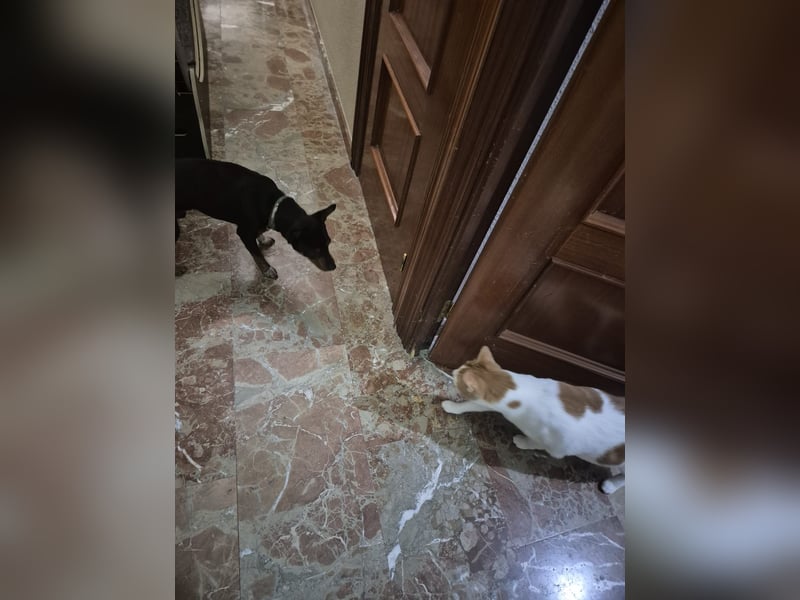 Toby, wurde einfach entsorgt