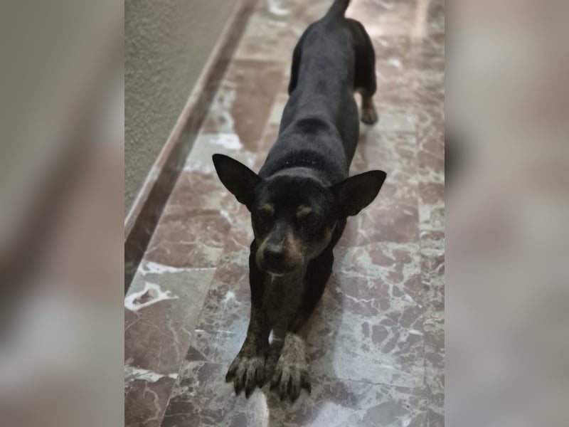 Toby, wurde einfach entsorgt