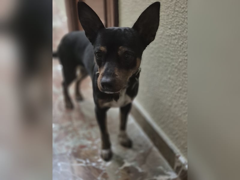 Toby, wurde einfach entsorgt