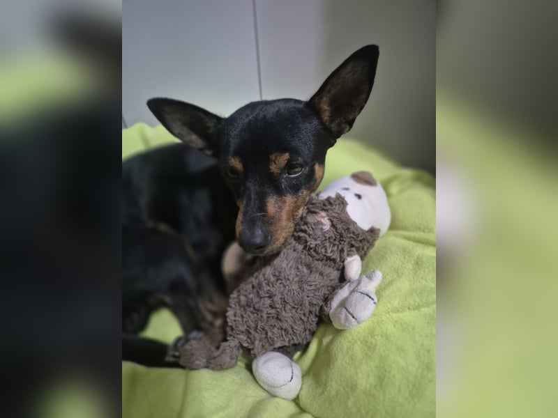 Toby, wurde einfach entsorgt