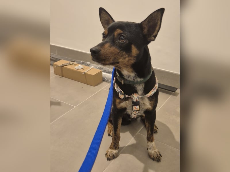 Toby, wurde einfach entsorgt