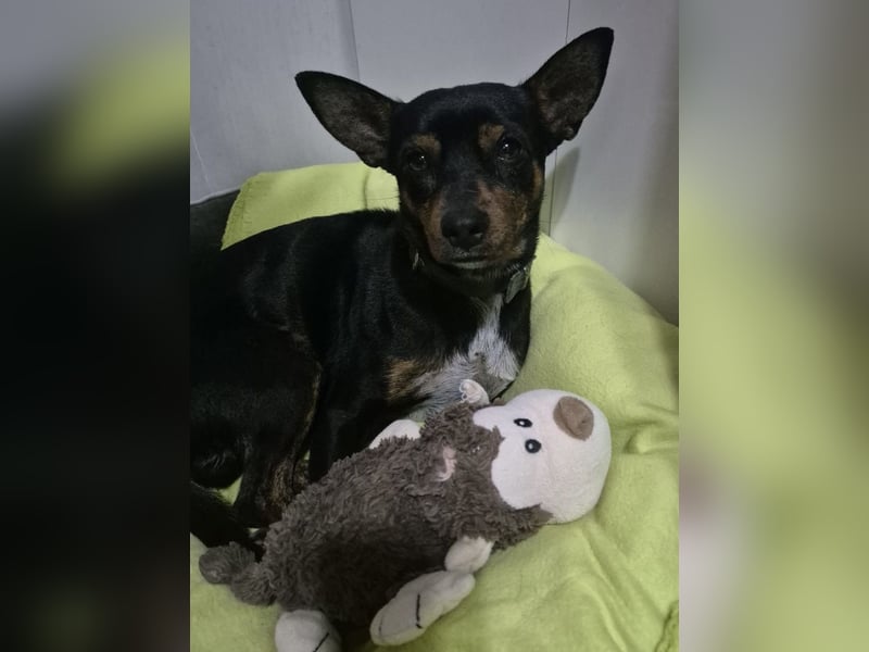 Toby, wurde einfach entsorgt