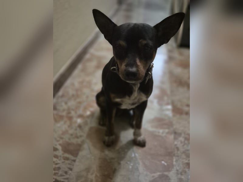 Toby, wurde einfach entsorgt