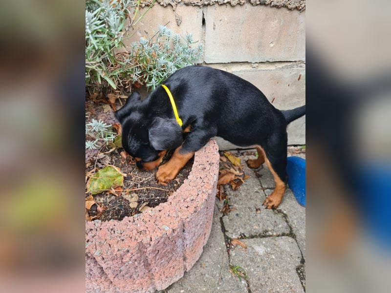 Deutsche Pinscher Welpen