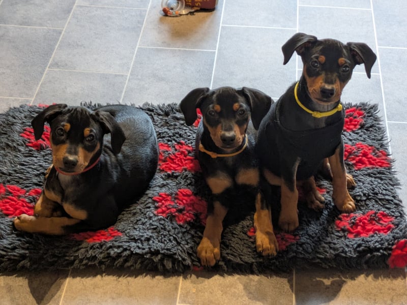 Deutsche Pinscher Welpen