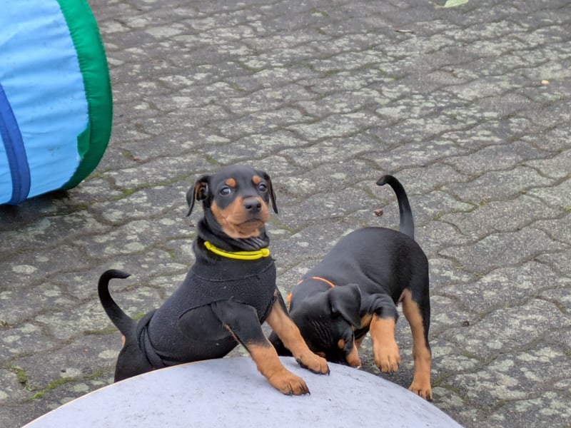Deutsche Pinscher Welpen