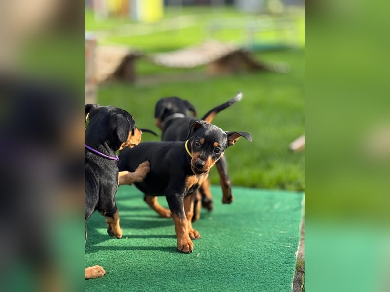 Deutsche Pinscher Welpen