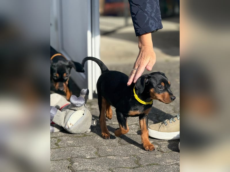 Deutsche Pinscher Welpen