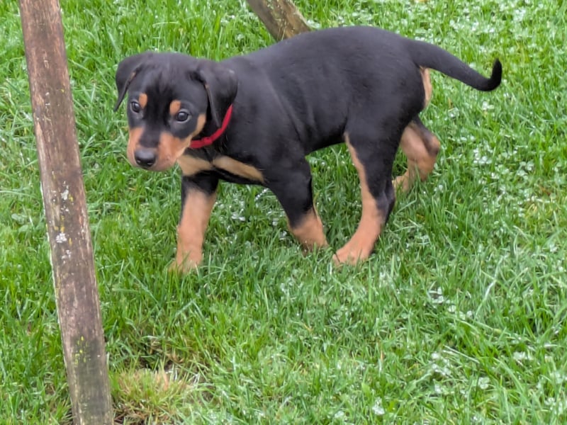 Deutsche Pinscher Welpen