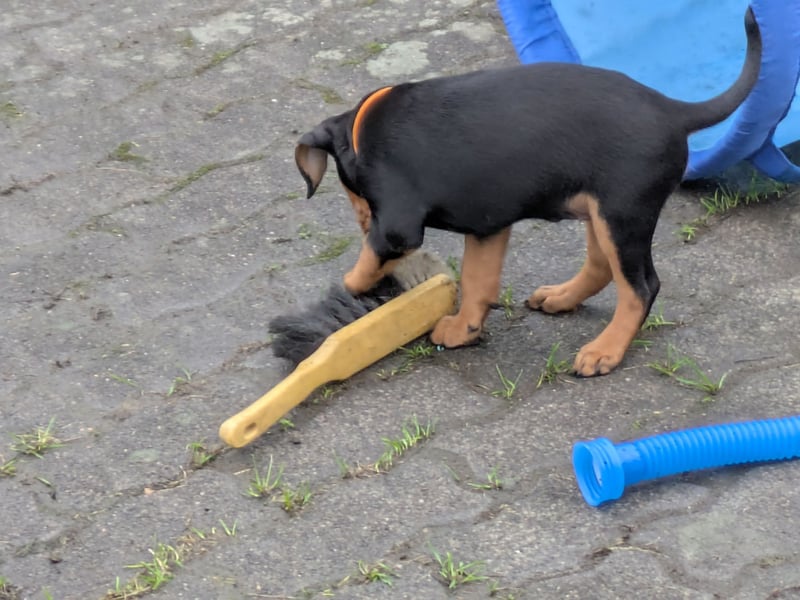 Deutsche Pinscher Welpen