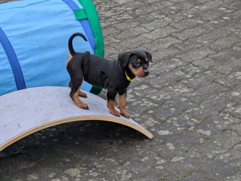 Deutsche Pinscher Welpen