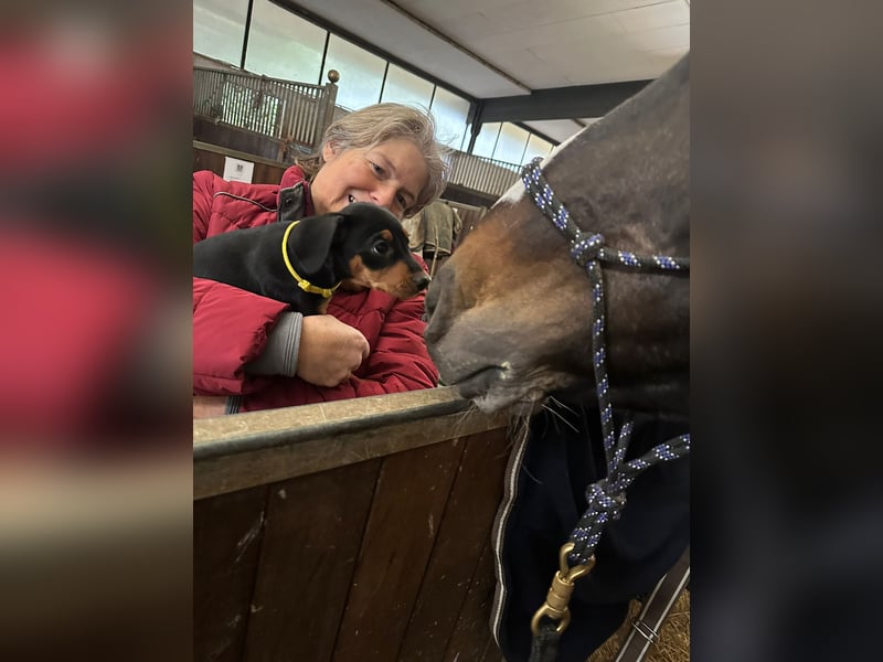 Deutsche Pinscher Welpen