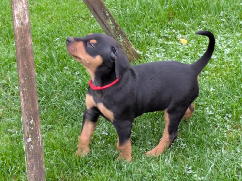 Deutsche Pinscher Welpen