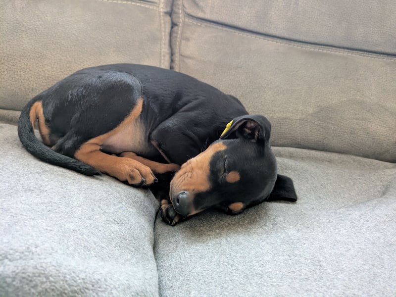 Deutsche Pinscher Welpen