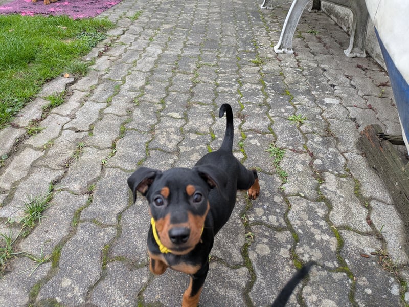 Deutsche Pinscher Welpen