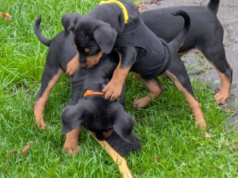 Deutsche Pinscher Welpen