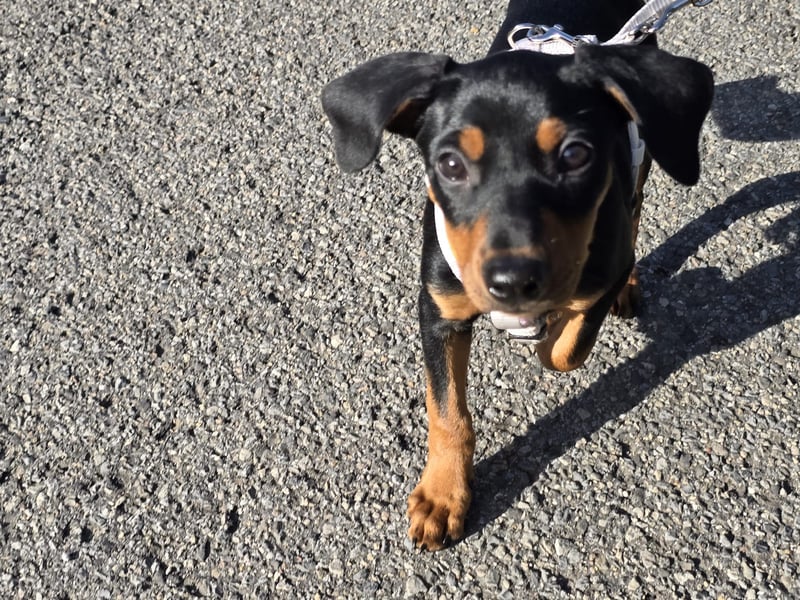 Deutsche Pinscher Welpen