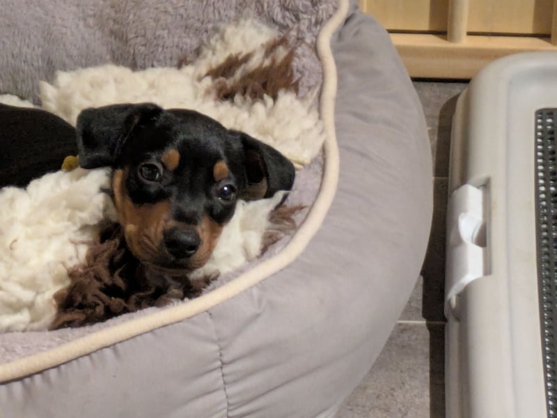 Deutsche Pinscher Welpen