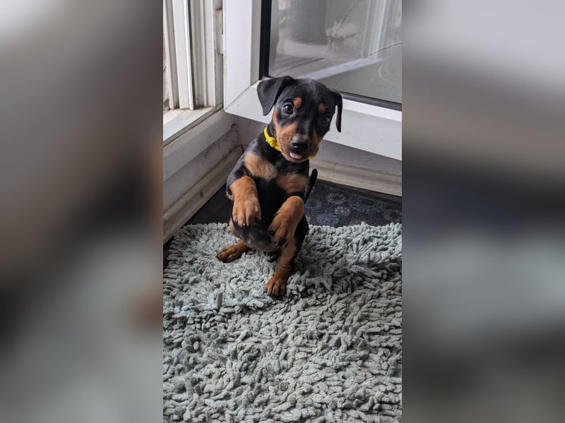 Deutsche Pinscher Welpen