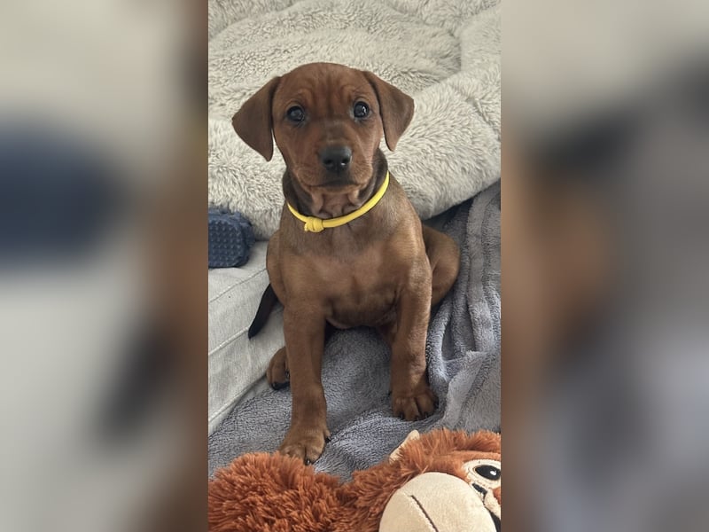 Deutscher Pinscher Welpen aus dem Haus ,,Cava Land" FCI Zucht