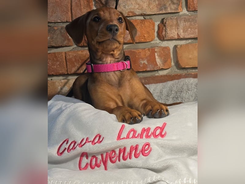 Deutscher Pinscher Welpen aus dem Haus ,,Cava Land" FCI Zucht
