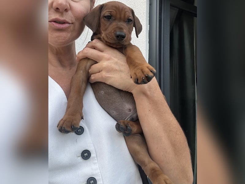 Deutscher Pinscher Welpen aus dem Haus ,,Cava Land" FCI Zucht