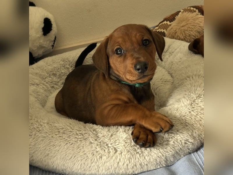 Deutscher Pinscher Welpen aus dem Haus ,,Cava Land" FCI Zucht