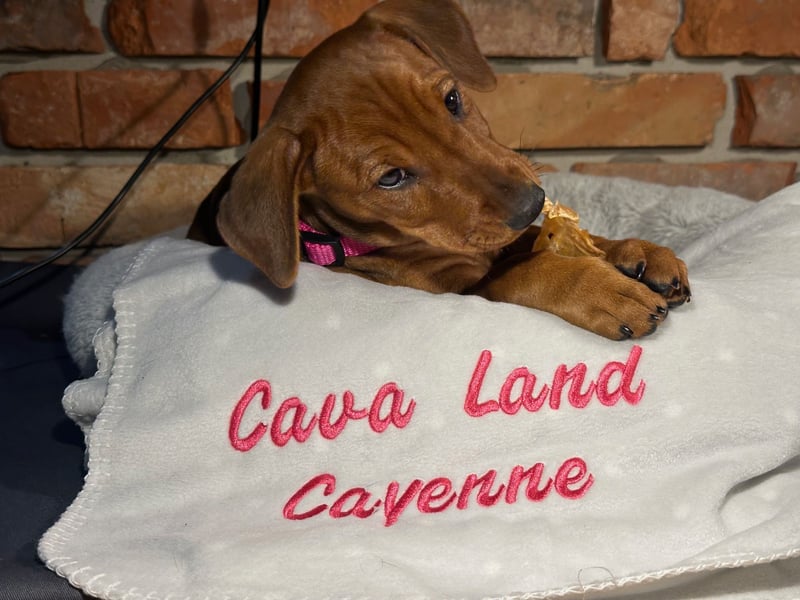 Deutscher Pinscher Welpen aus dem Haus ,,Cava Land" FCI Zucht