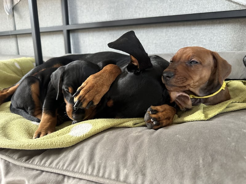 Deutscher Pinscher Welpen aus dem Haus ,,Cava Land" FCI Zucht