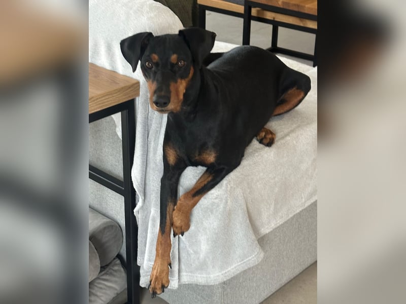 Deutscher Pinscher Welpen aus dem Haus ,,Cava Land" FCI Zucht