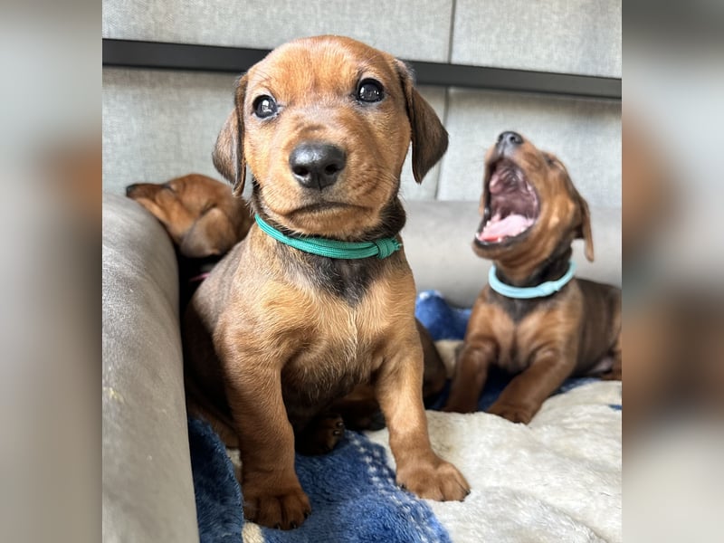 Deutscher Pinscher Welpen aus dem Haus ,,Cava Land" FCI Zucht